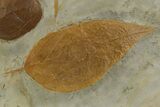 Wide Plate with Two Fossil Leaves (Two Species) - Montana #377957-2
